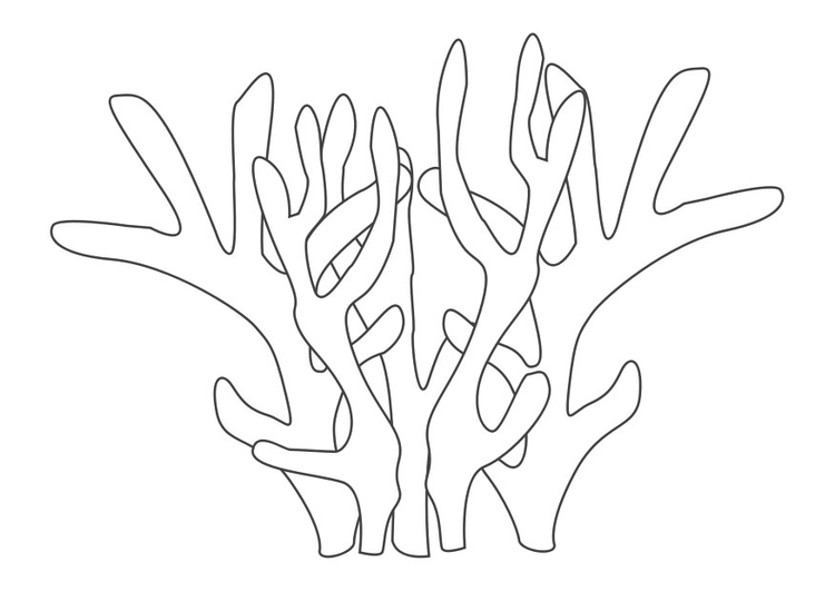 Coloring page coral