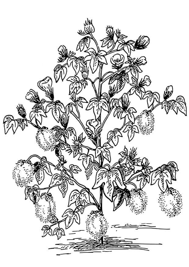 Coloring page Cotton Plant - img 18650.