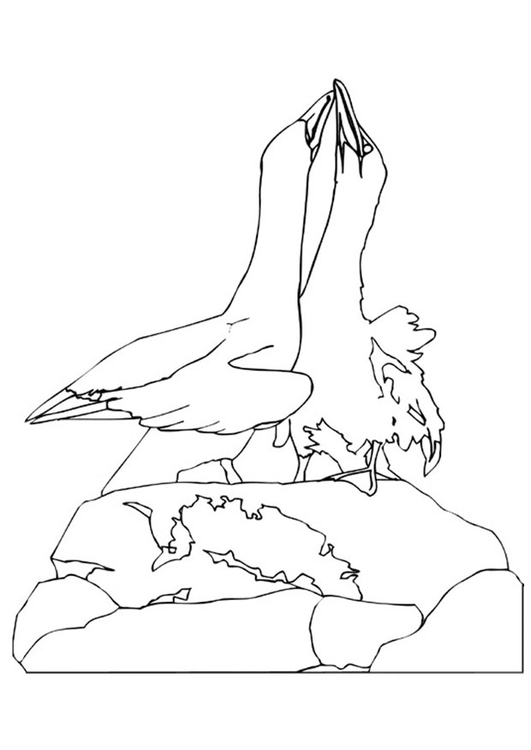 Coloring page courting albatroses