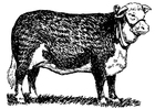 Coloring pages cow - hereford