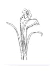 Coloring pages daffodil