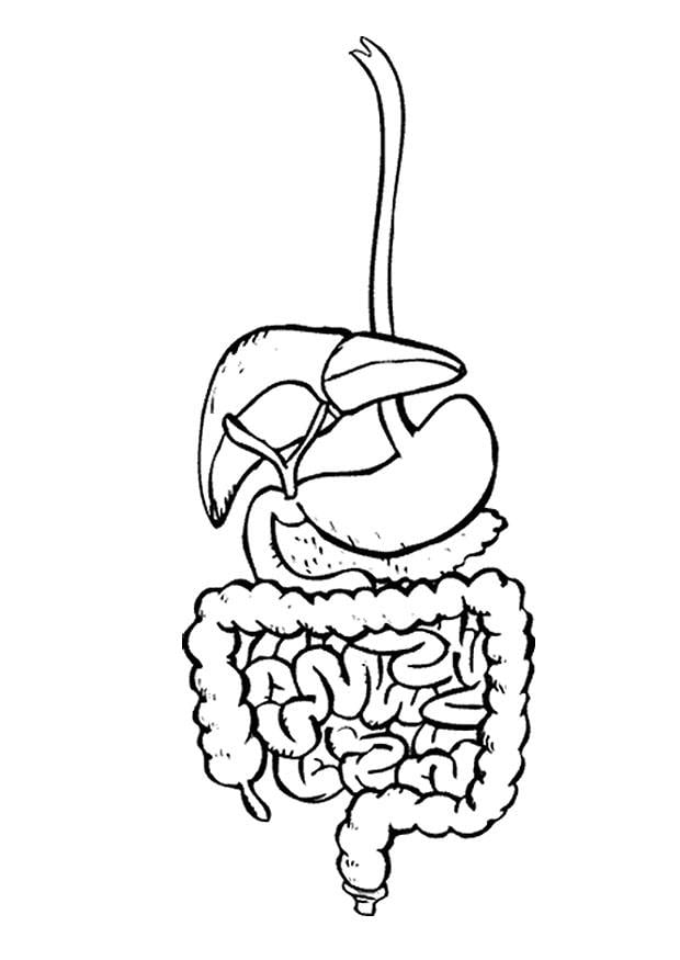 digestive system drawing