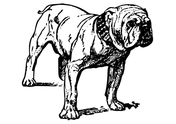 Coloring page Dog - Bulldog