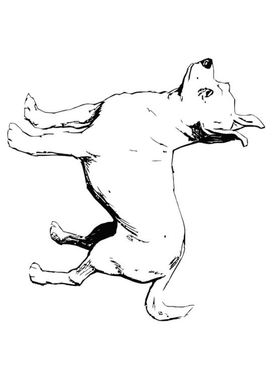 dog - chihuahua