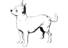 Coloring pages dog - chihuahua