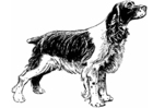 Coloring pages dog - cocker spaniel