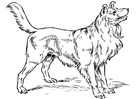 Coloring pages Dog - Collie
