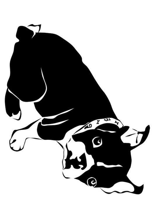 dog - French bulldog