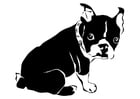 Coloring pages dog - French bulldog