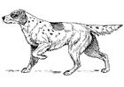 Coloring pages dog - setter