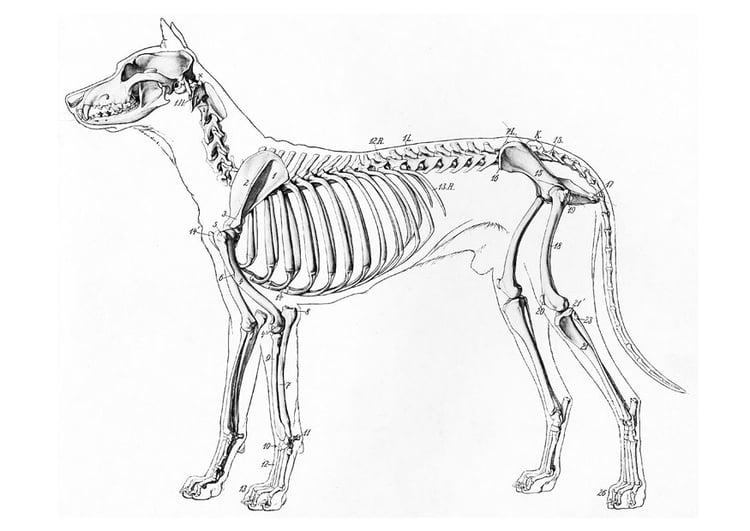 Coloring page dog skeleton