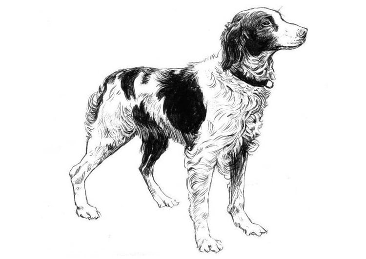 Coloring page dog - spaniel