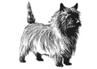 Coloring pages Dog - Terrier