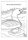 Coloring pages ducks