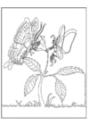 Coloring pages fairy and butterfly