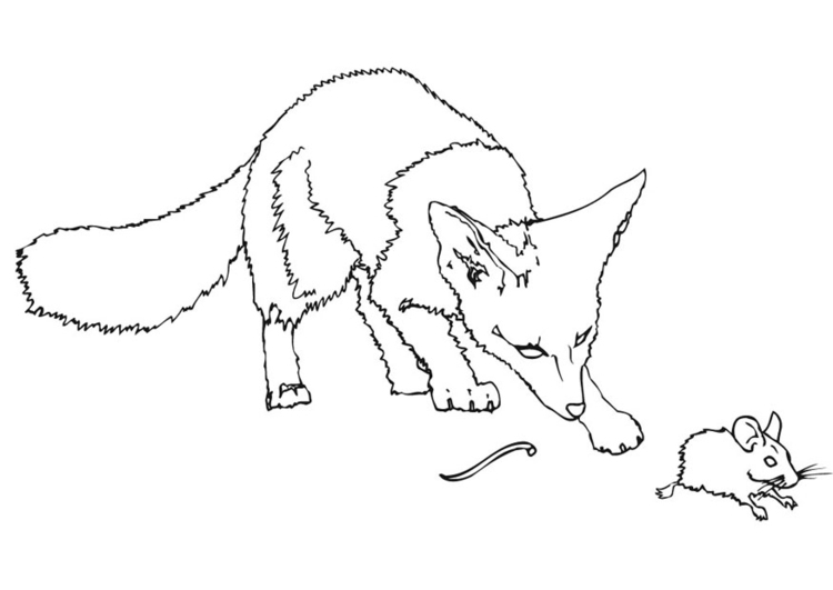 Coloring page field mouse without tail