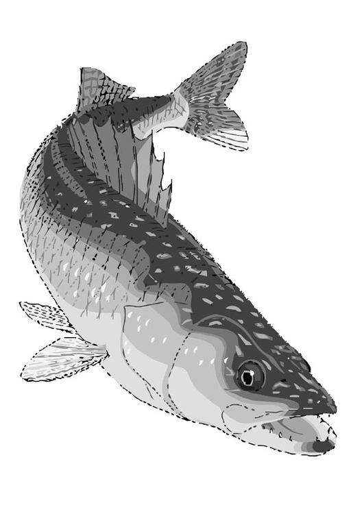 Coloring page fish - walleye