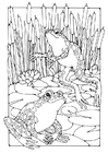 Coloring pages Frogs