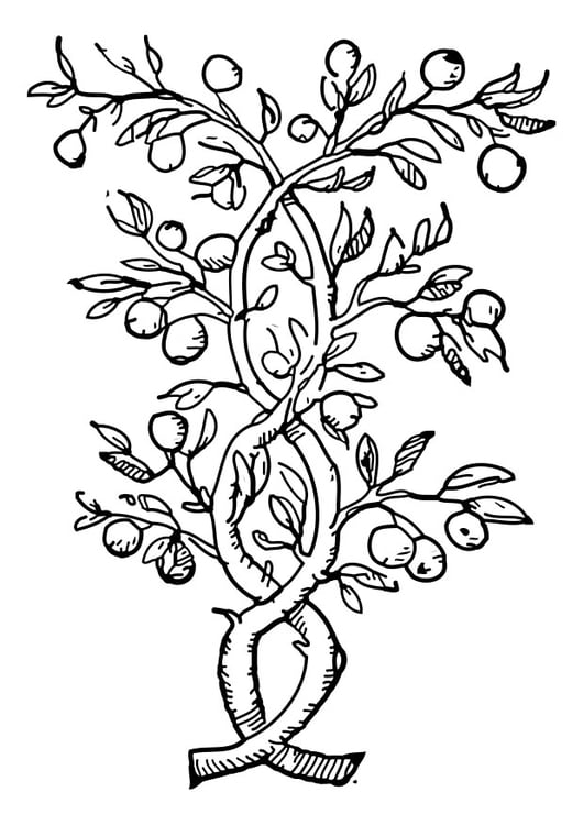 Coloring page fruit tree