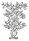Coloring pages fruit tree