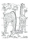 Coloring pages giraffes