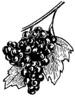 Coloring pages Grapes