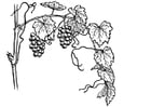 Coloring pages grape-vine