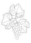 Coloring pages grapevine