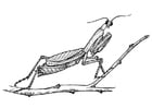 Coloring pages grasshopper - praying mantis