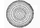 Coloring pages growth rings