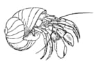 Coloring pages hermit crab