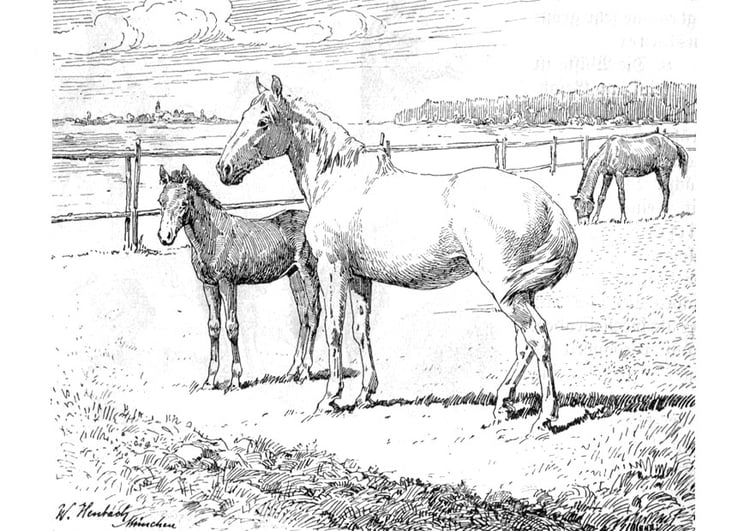 Coloring page horse and foal