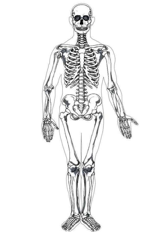 Coloring page human skeleton