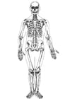Coloring pages human skeleton
