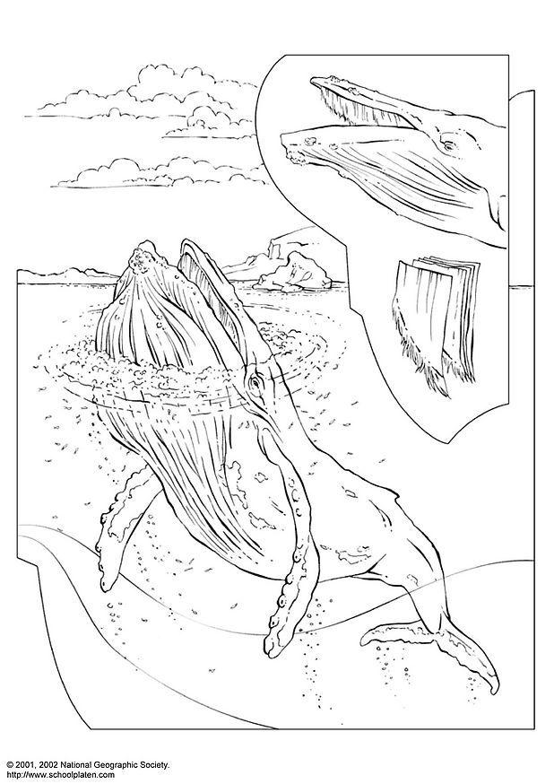 sperm whale cartoon. killer whale coloring page