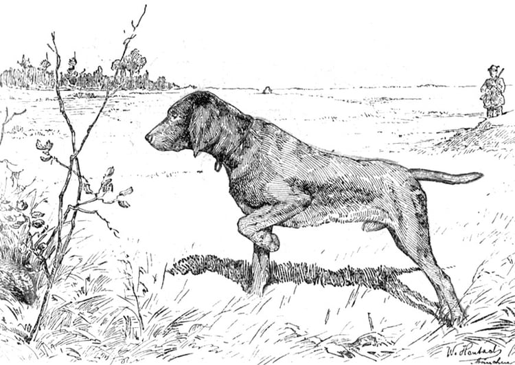 Coloring page hunting dog
