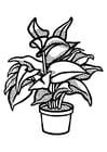 Coloring pages indoor plant