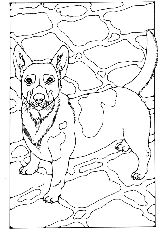 Coloring page Jack Russel
