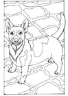 Coloring pages Jack Russel