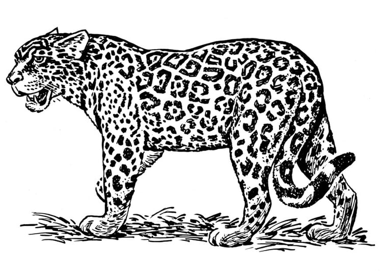 Coloring page jaguar