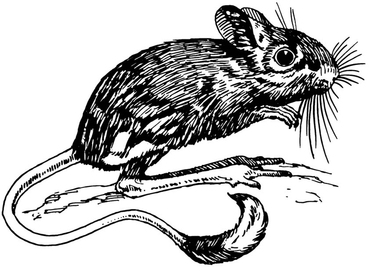 Coloring page jerboa