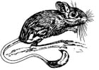 Coloring pages jerboa