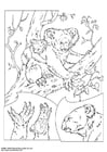 Coloring pages koala