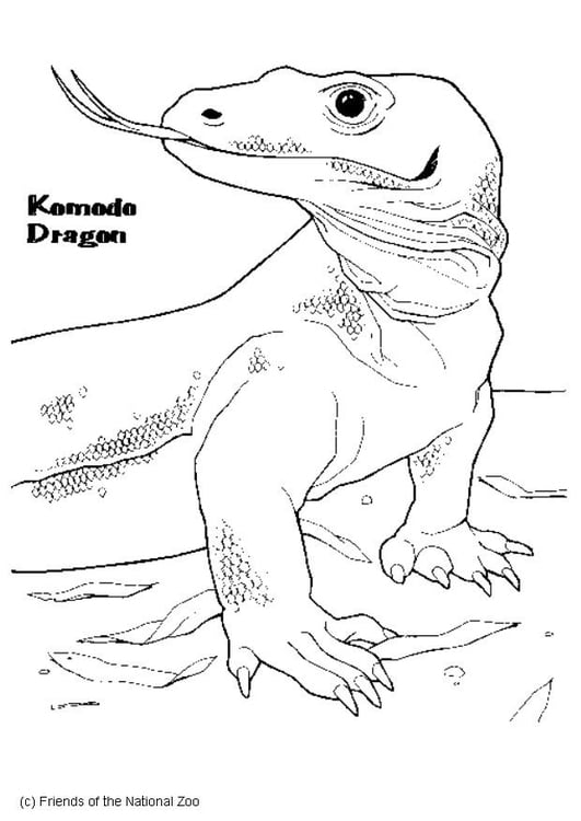 Coloring page komodo dragon