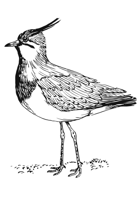 Coloring page lapwing