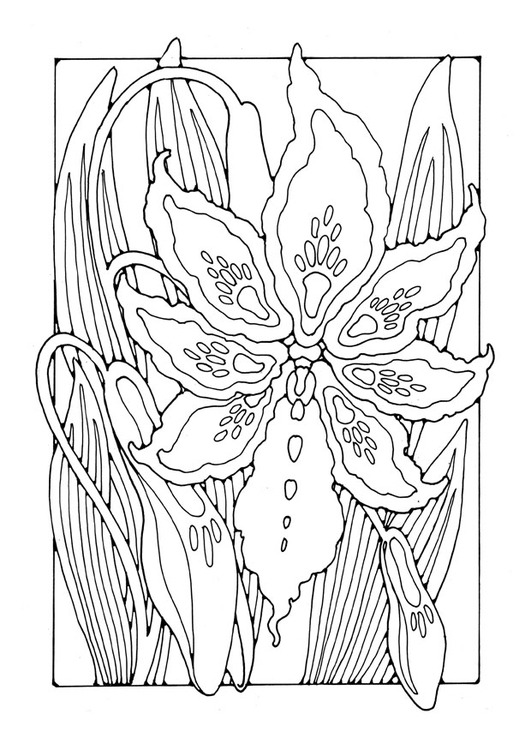 Coloring page lily