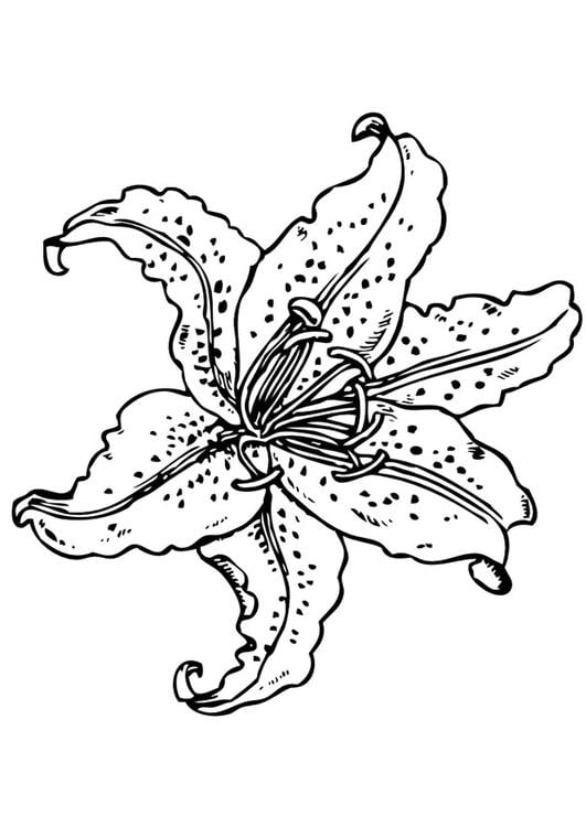 Coloring page lily img 13828