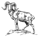 Coloring pages mountain sheep - argali