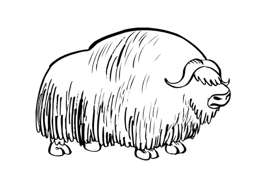 Coloring page Musk Ox - img 9680.