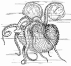 Coloring pages Nautilus - Octupus